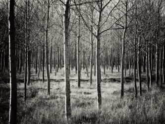 kuist-series-10